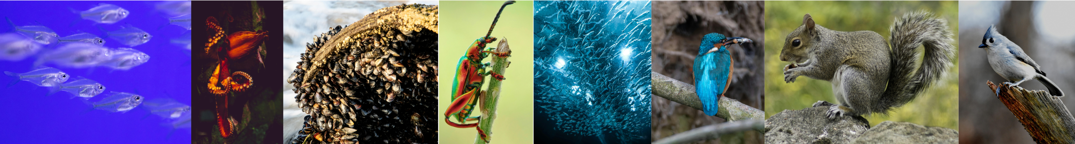 3ème Journées du Réseau Thématique METABOLICA>